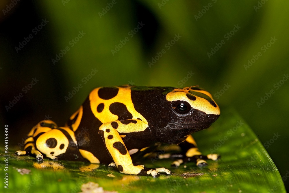 Fototapeta premium Yellow-Banded Poisson Frog, dendrobates leucomelas, Venemous Specy from South America, Adult