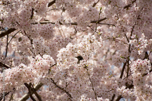 春、満開のソメイヨシノの桜の花の中にたたずむ、一羽のヒヨドリの影。横顔。
