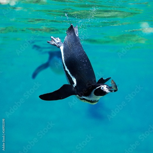 Humboldt Penguin  spheniscus humboldti  Adult catching Fish  Underwater View