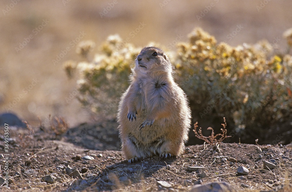 Naklejka premium BLACK-TAILED PRAIRIE DOG cynomys ludovicianus, WYOMING