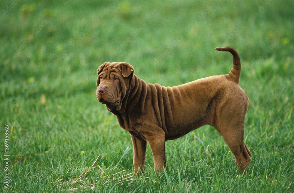 SHAR PEI DOG, ADULT STANDING ON GRASS