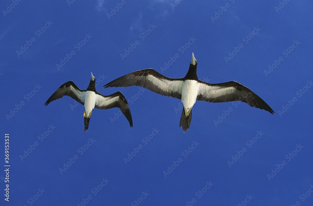 Obraz premium BROWN BOOBY sula leucogaster, ADULTS FLYING AGAINST BLUE SKY, AUSTRALIA