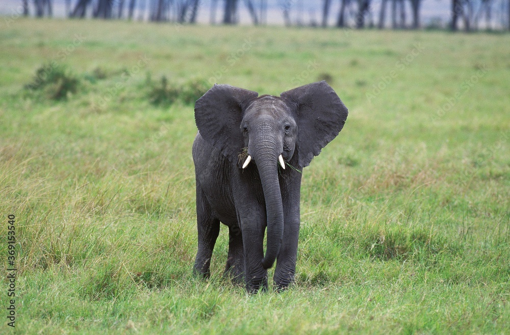 Obraz premium AFRICAN ELEPHANT loxodonta africana, YOUNG IN KENYA