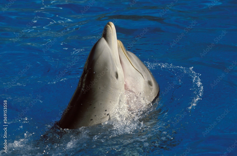 Obraz premium BOTTLENOSE DOLPHIN tursiops truncatus, TENDERNESS, HONDURAS