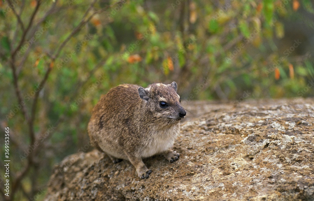 ROCK HYRAX OR CAPE HYRAX procavia capensis, ADULT ON ROCK, KENYA ROCK HYRAX OR CAPE HYRAX procavia capensis, ADULT ON ROCK, KENYA
