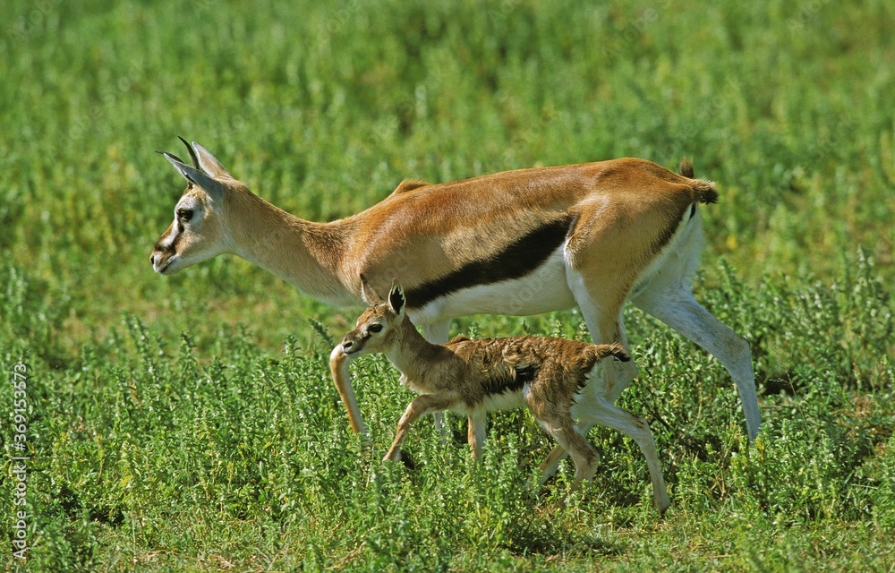 THOMSON'S GAZELLE gazella thomsoni, FEMALE WITH ITS NEW BORN CALF, KENYA THOMSON'S GAZELLE gazella thomsoni, FEMALE WITH ITS NEW BORN CALF, KENYA