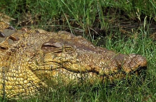AUSTRALIAN SALWATER CROCODILE OR ESTUARINE CROCODILE crocodylus porosus, AUSTRALIA