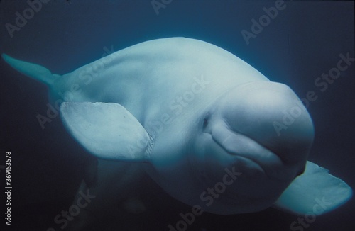 Fotografering BELUGA WHALE OR WHITE WHALE delphinapterus leucas