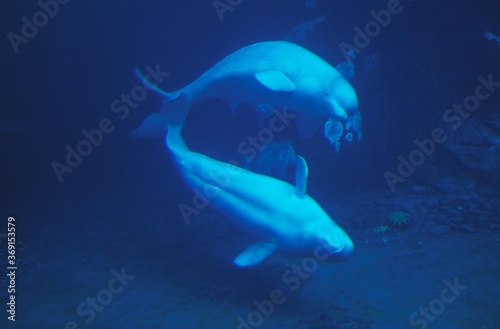 Tableau sur toile BELUGA WHALE OR WHITE WHALE delphinapterus leucas
