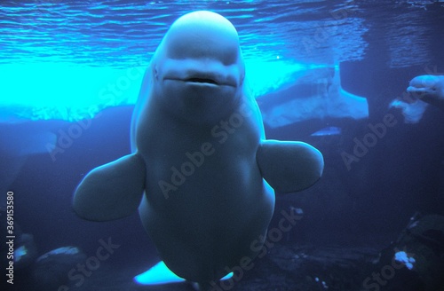 Obraz na plátně BELUGA WHALE OR WHITE WHALE delphinapterus leucas