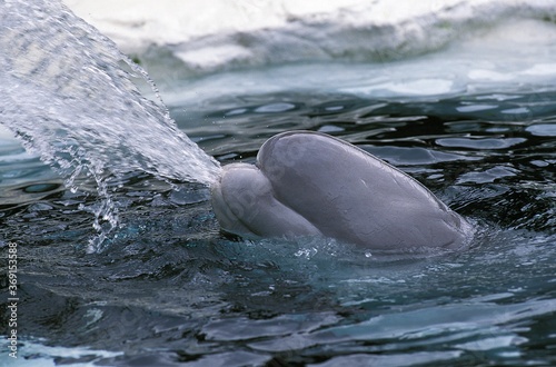 Fotografie BELUGA WHALE OR WHITE WHALE delphinapterus leucas