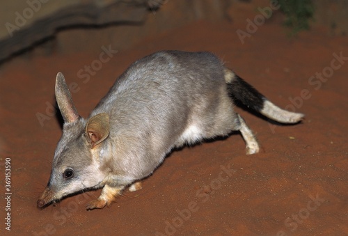 BILBY macrotis lagotis, AUSTRALIA © slowmotiongli