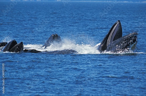 HUMPBACK WHALE megaptera novaeangliae, GROUP DOING A CIRCLE TO CATCH KRILL AT SURFACE, ALASKA