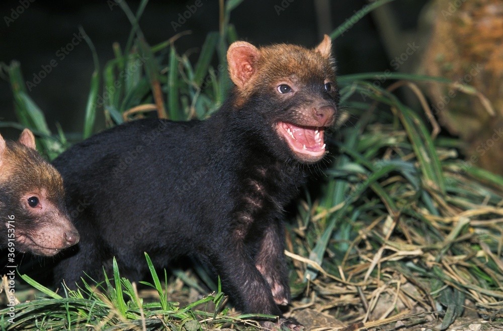BUSH DOG OR VINEGAR FOX speothos venaticus, YOUNG CALLING FOR MOTHER BUSH DOG OR VINEGAR FOX speothos venaticus, YOUNG CALLING FOR MOTHER