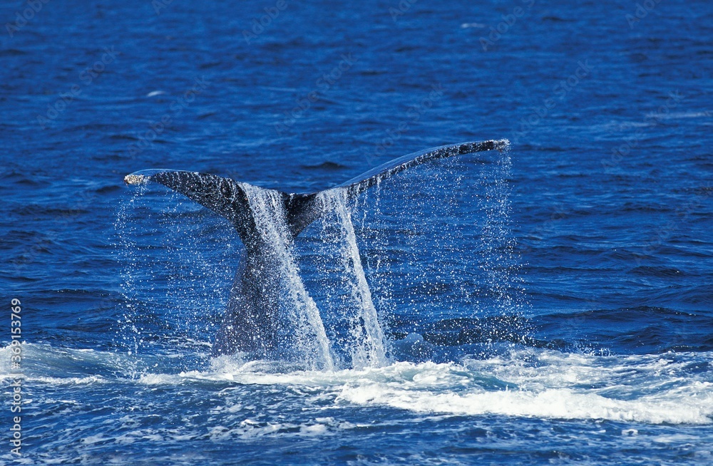 Naklejka premium HUMPBACK WHALE megaptera novaeangliae, ADULT HITTING WATER WITH ITS TAIL, ALASKA