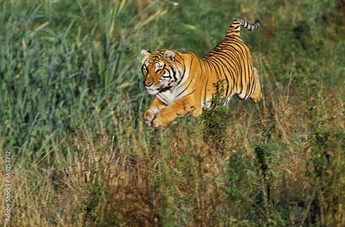 Foto BENGAL TIGER panthera tigris tigris, ADULT LEAPING IN LONG GRASS