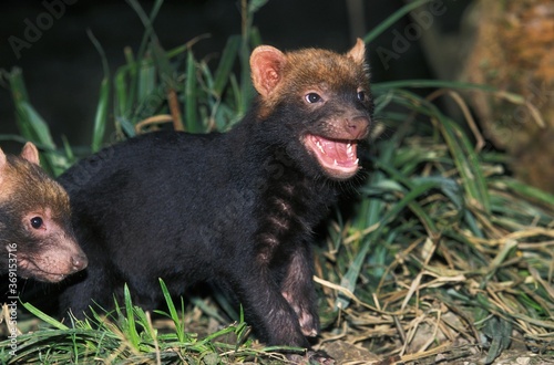 BUSH DOG OR VINEGAR FOX speothos venaticus  YOUNG CALLING FOR MOTHER