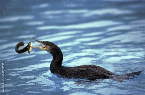 GREAT CORMORANT phalacrocorax carbo EATING COMMON EEL anguilla anguilla