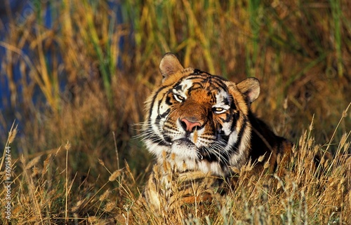 BENGAL TIGER panthera tigris tigris  HEAD OF ADULT EMERGING FROM LONG GRASS