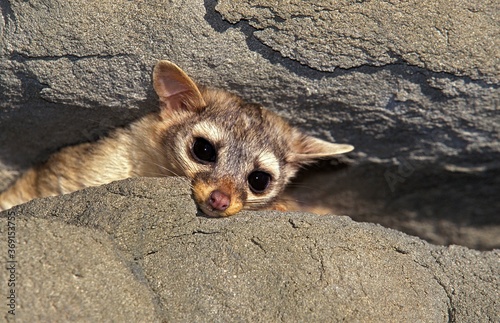 RINGTAIL OR RING-TAILED CAT bassariscus astutus, ADULT ON ROCK, MONTANA photo