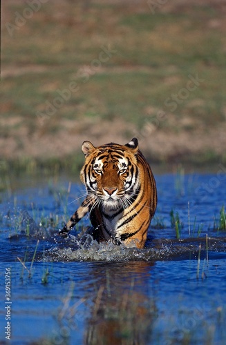 Photography BENGAL TIGER panthera tigris tigris, ADULT ENTERING WATER