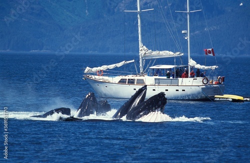 Sailboat and Humpback Whale, megaptera novaeangliae, Group doing a Circle to Catch Krill, Alaska