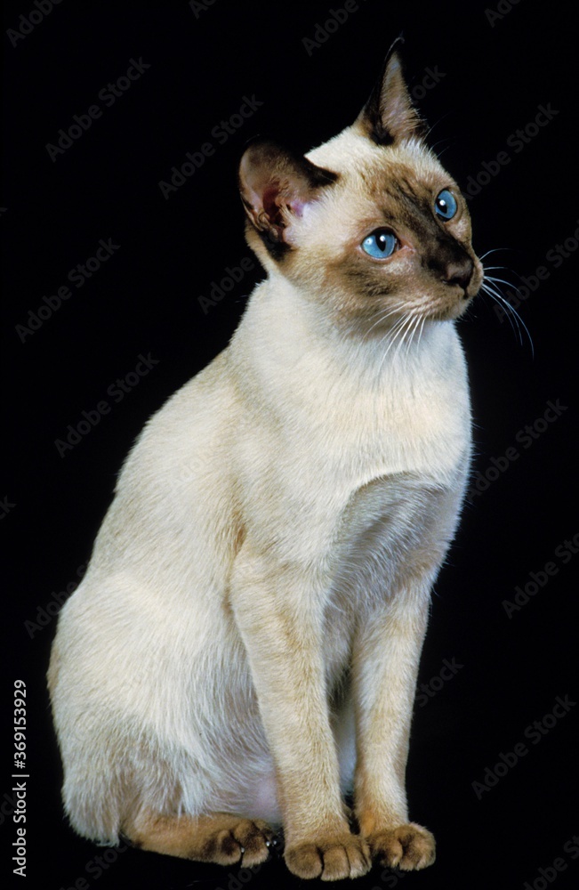 TONKINESE DOMESTIC CAT, ADULT WITH BLUE EYES AGAINST BLACK BACKGROUND