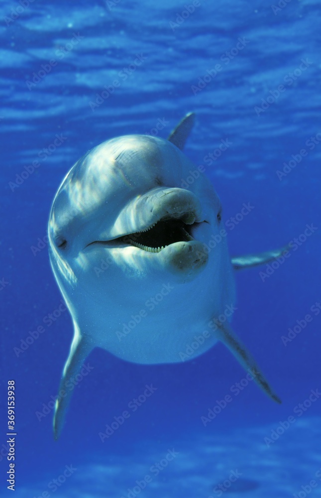 Obraz premium BOTTLENOSE DOLPHIN tursiops truncatus, HONDURAS