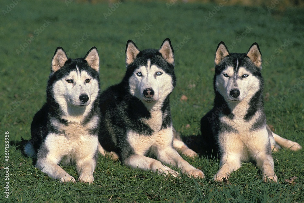 SIBERIAN HUSKY, GROUP LAYING DOWN ON GRASS SIBERIAN HUSKY, GROUP LAYING DOWN ON GRASS