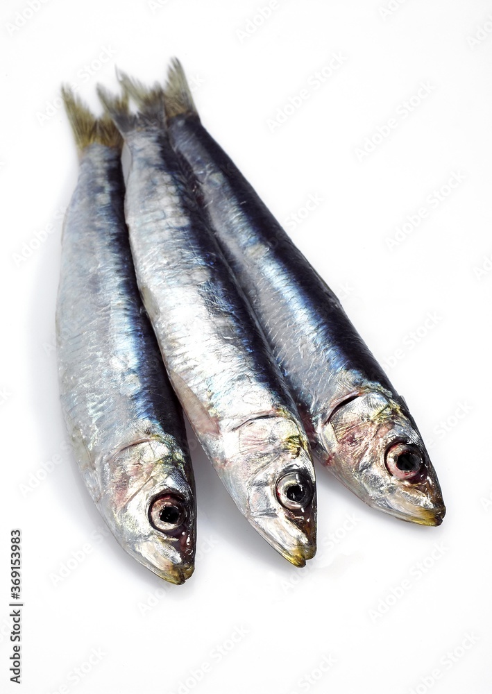 FRESH SARDINES AGAINST WHITE BACKGROUND FRESH SARDINES AGAINST WHITE BACKGROUND