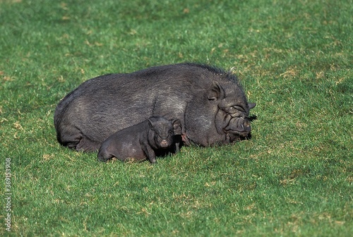 VIETNAMESE POT-BELLIED PIG sus scrofa domesticus, SOW WITH PIGLET LAYING DOWN ON GRASS