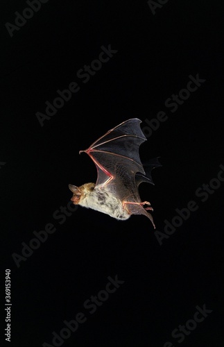 MOUSE-EARED BAT myotis myotis, ADULT FLYING, FRANCE