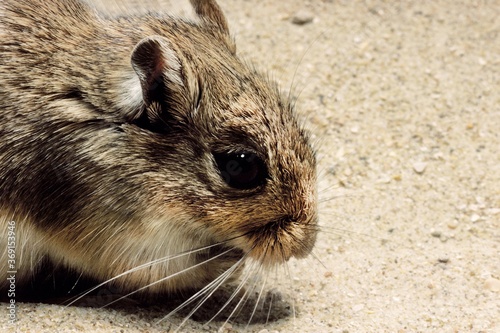 NORTH AFRICAN GERBIL gerbillus campestris, HEAD OF ADULT photo