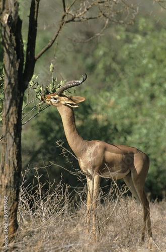 GERENUK OR WALLER S GAZELLE litocranius walleri  MALE ADULT EATING LEAVES  KENYA