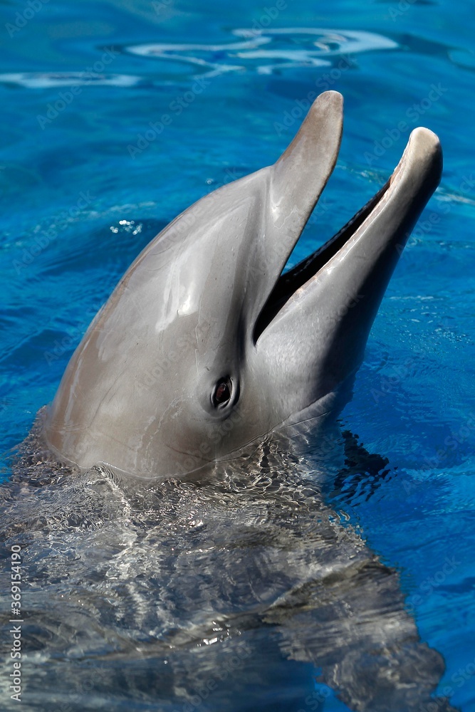 Naklejka premium Bottlenose Dolphin, tursiops truncatus, Adult with Head at Surface