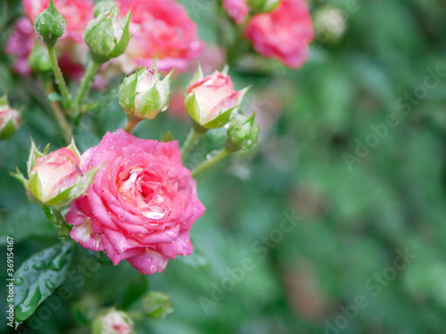 Amazing bush of pink roses in the rain on green colorful background. Romantic Valentines Day concept  copy space for text.