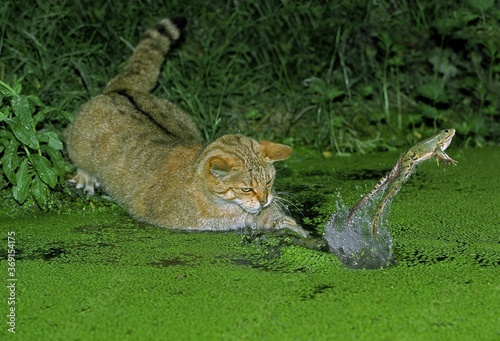 EUROPEAN WILDCAT felis silvestris, ADULT HUNTING GREEN FROG rana esculenta