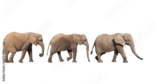 AFRICAN ELEPHANT loxodonta africana