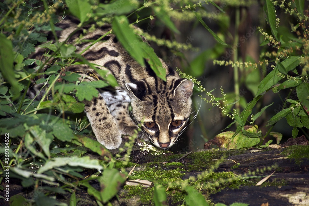 MARGAY CAT leopardus wiedi, HEAD OF ADULT EMMERGING FROM FOLIAGE