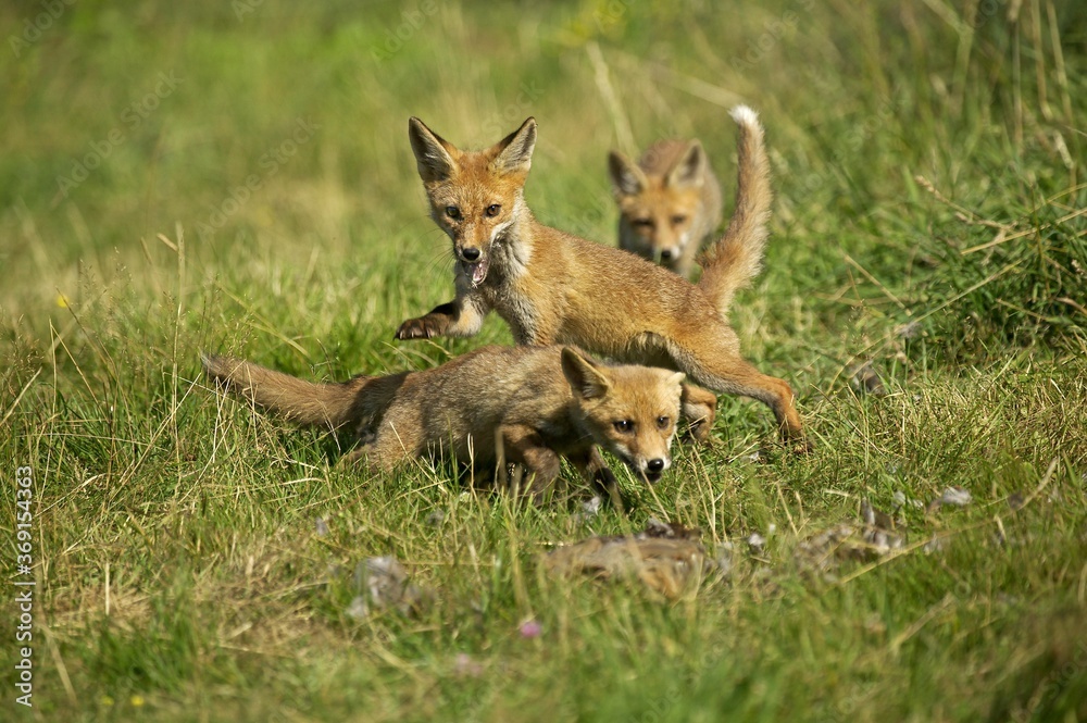 RED FOX vulpes vulpes, ADULT HUNTING A PARTRIDGE, NORMANDY IN FRANCE