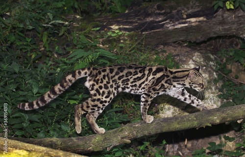MARGAY CAT leopardus wiedi  ADULT ON BRANCH