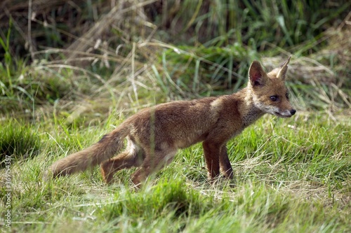 RED FOX vulpes vulpes, YOUNG ON GRASS, NORMANDY IN FRANCE © slowmotiongli