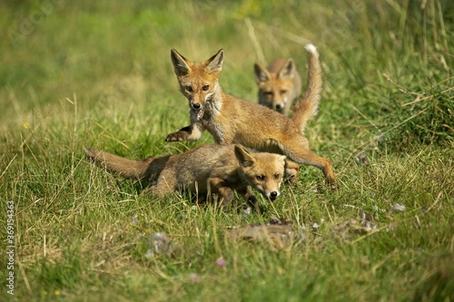 RED FOX vulpes vulpes, ADULT HUNTING A PARTRIDGE, NORMANDY IN FRANCE © slowmotiongli
