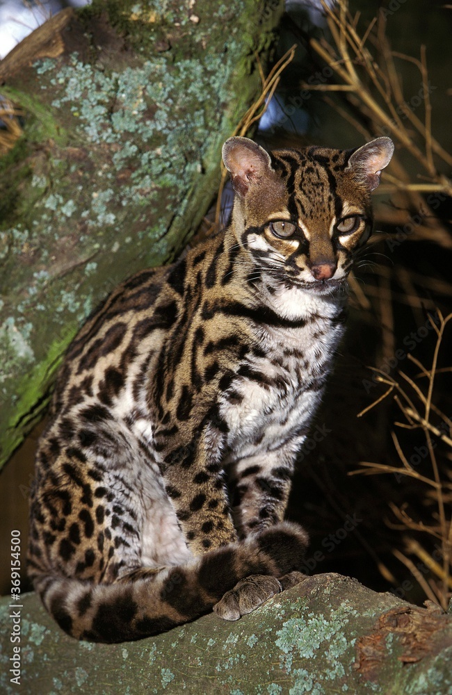 MARGAY CAT leopardus wiedi, ADULT SITTING ON BRANCH MARGAY CAT leopardus wiedi, ADULT SITTING ON BRANCH
