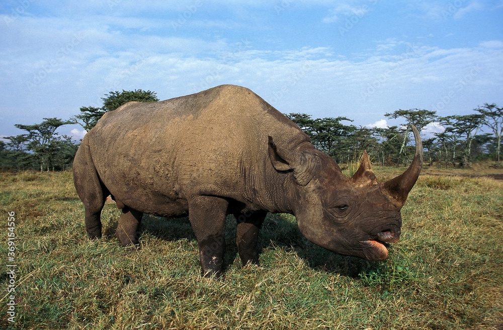 Fototapeta premium BLACK RHINOCEROS diceros bicornis, ADULT FEEDING, SAVANNAH IN KENYA