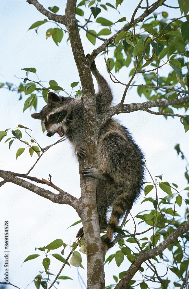 RACCOON procyon lotor, ADULT PERCHED ON BRANCH RACCOON procyon lotor, ADULT PERCHED ON BRANCH
