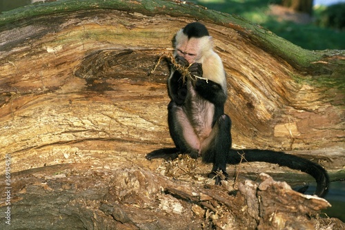 WHITE HEADED CAPUCHIN cebus capucinus, ADULT FEEDING, COSTA RICA photo