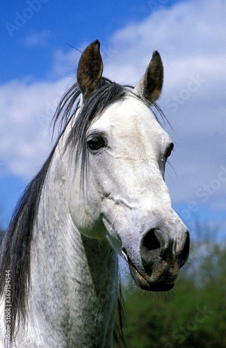ANDALUSIAN HORSE  HEAD OF STALLION