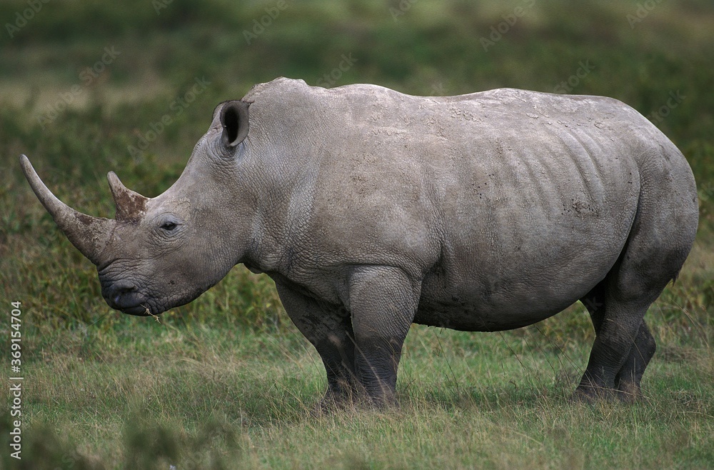 WHITE RHINOCEROS ceratotherium simum, KENYA WHITE RHINOCEROS ceratotherium simum, KENYA