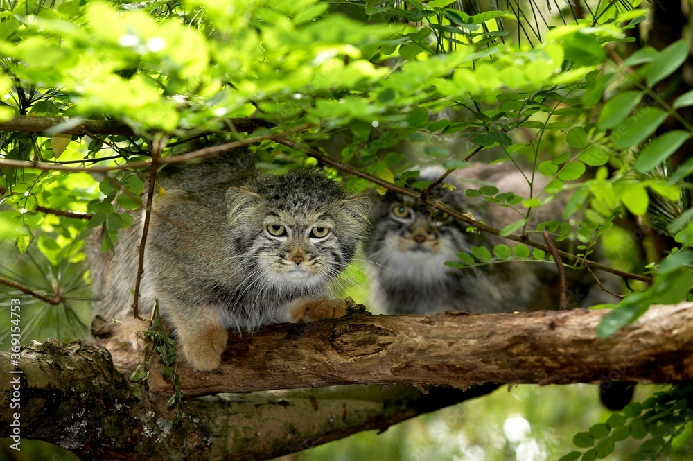 MANUL OR PALLAS'S CAT otocolobus manul, PAIR ON BRANCH UNDER FOLIAGE MANUL OR PALLAS'S CAT otocolobus manul, PAIR ON BRANCH UNDER FOLIAGE